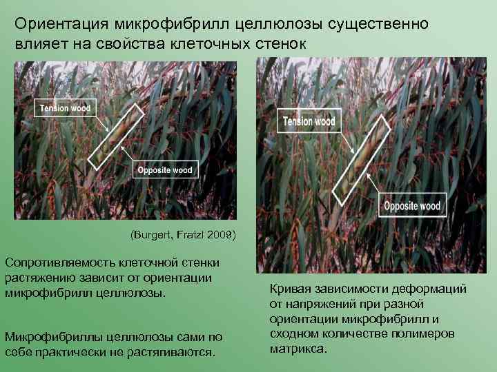 Ориентация микрофибрилл целлюлозы существенно влияет на свойства клеточных стенок Tensile deformation of an hypothetic
