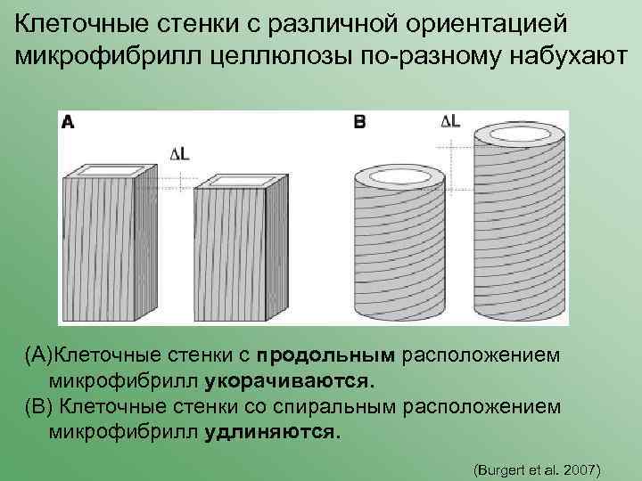 Клеточные стенки с различной ориентацией микрофибрилл целлюлозы по-разному набухают (A)Клеточные стенки с продольным расположением