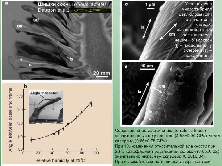 Шишки сосны (Pinus radiata), Dawson et al. , Угол наклона микрофибрилл целлюлозы (cm) отличается