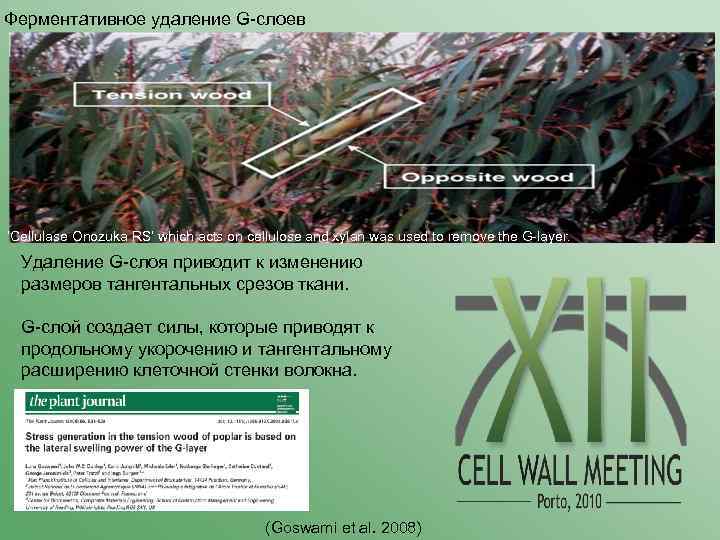 Ферментативное удаление G-слоев The orientation of cellulose microfibrils in the tension wood fibres was