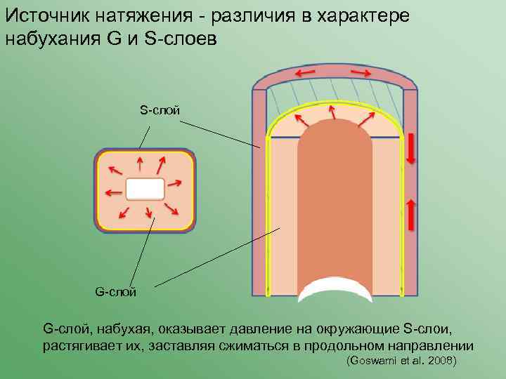 Источник натяжения - различия в характере набухания G и S-слоев S-слой G-слой, набухая, оказывает