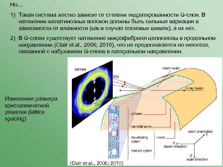 Но… 1) Такая система жестко зависит от степени гидратированности G-слоя. В натяжении желатинозных волокон