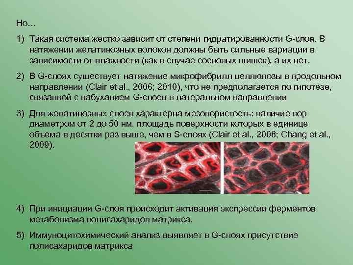 Но… 1) Такая система жестко зависит от степени гидратированности G-слоя. В натяжении желатинозных волокон