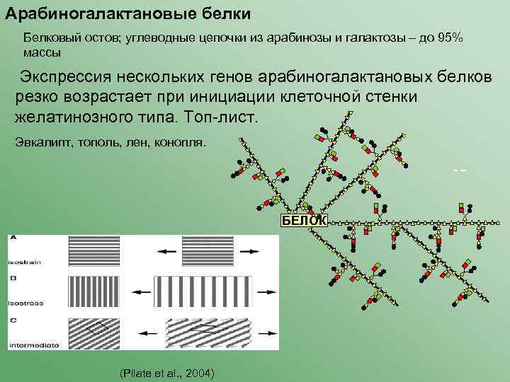 Арабиногалактановые белки Белковый остов; углеводные цепочки из арабинозы и галактозы – до 95% массы
