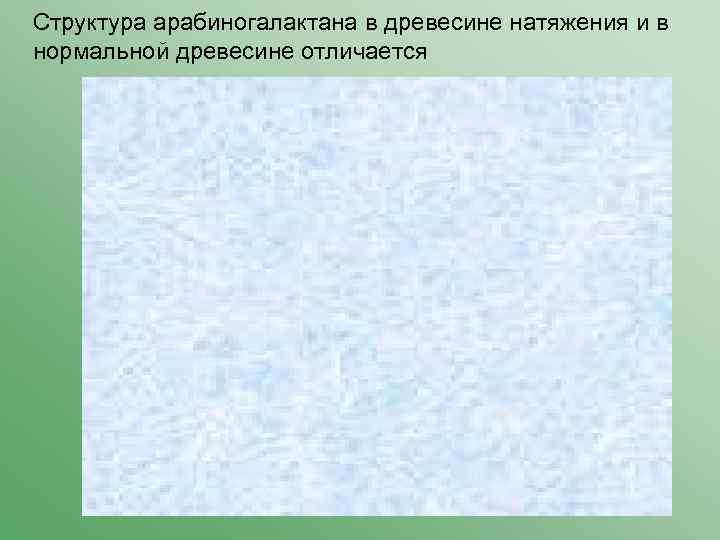Структура арабиногалактана в древесине натяжения и в нормальной древесине отличается 