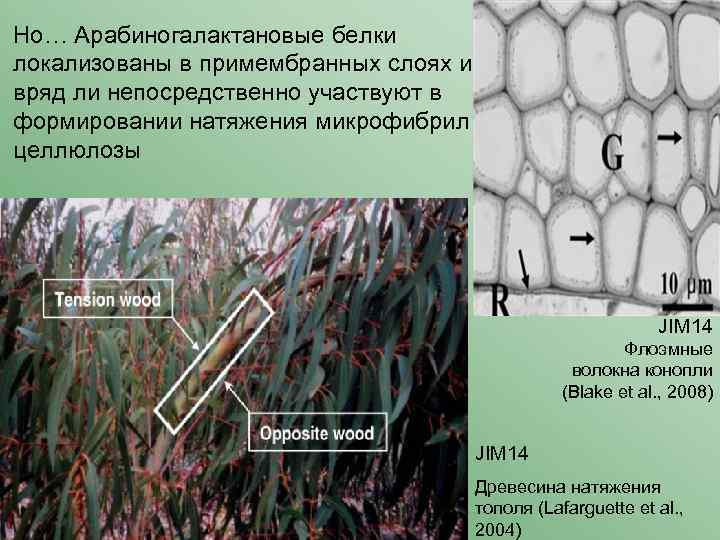 Но… Арабиногалактановые белки локализованы в примембранных слоях и вряд ли непосредственно участвуют в формировании
