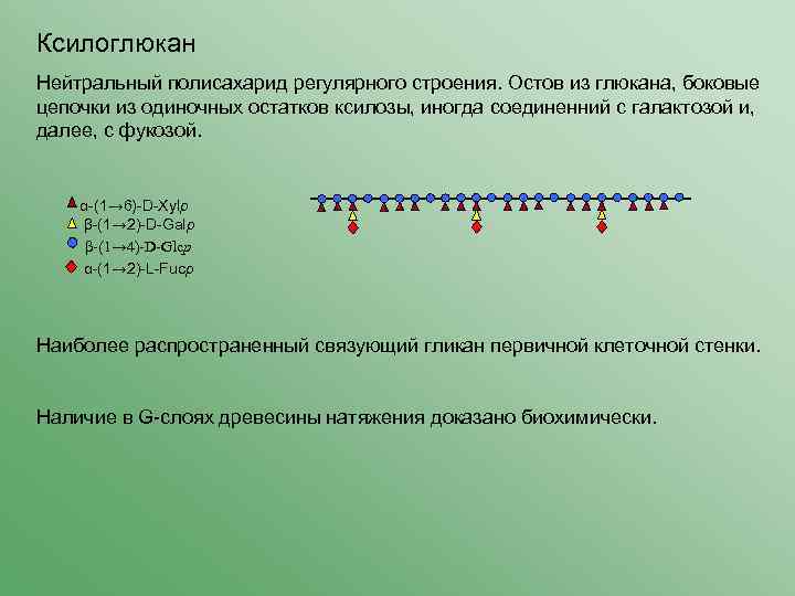 Ксилоглюкан Нейтральный полисахарид регулярного строения. Остов из глюкана, боковые цепочки из одиночных остатков ксилозы,