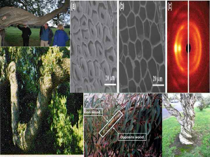 Beilschmiedia taraire 