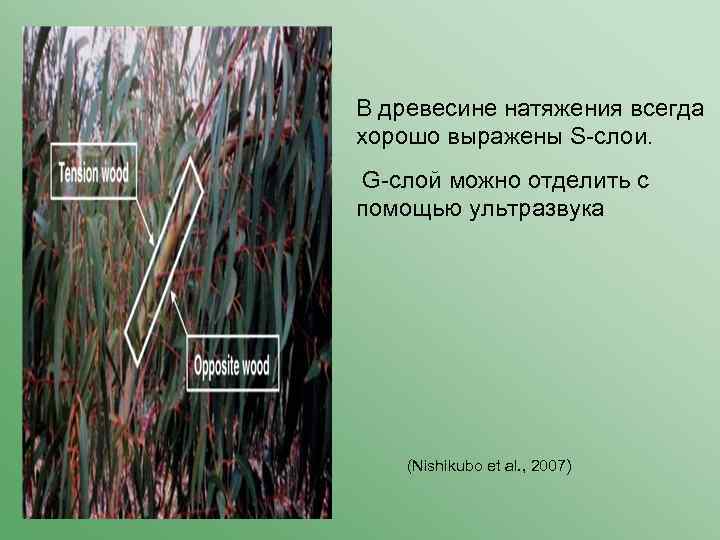 В древесине натяжения всегда хорошо выражены S-слои. G-слой можно отделить с помощью ультразвука (Nishikubo