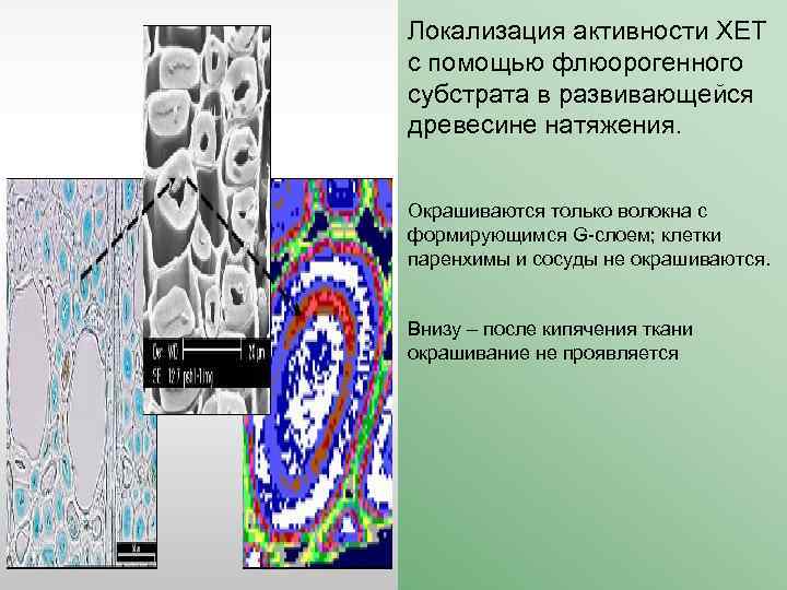 Локализация активности ХЕТ с помощью флюорогенного субстрата в развивающейся древесине натяжения. Окрашиваются только волокна