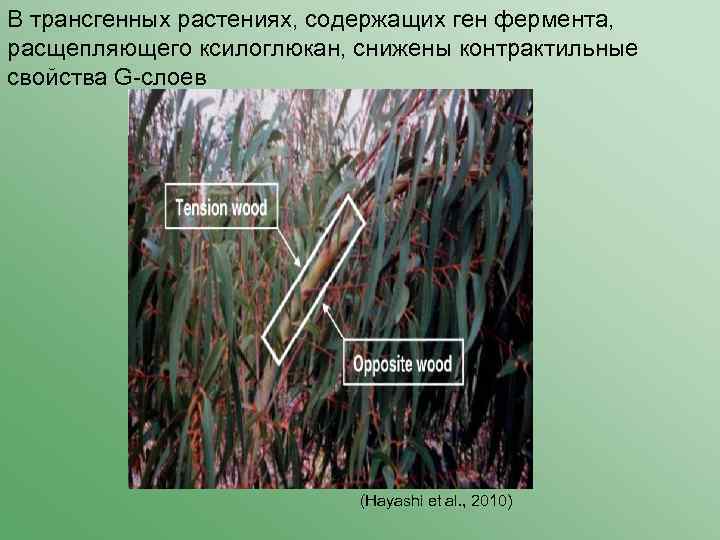 В трансгенных растениях, содержащих ген фермента, расщепляющего ксилоглюкан, снижены контрактильные свойства G-слоев (Hayashi et
