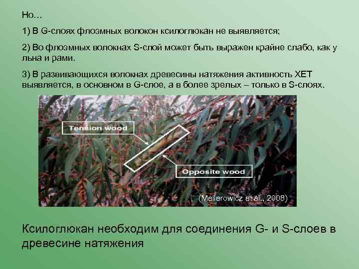 Но… 1) В G-слоях флоэмных волокон ксилоглюкан не выявляется; 2) Во флоэмных волокнах S-слой