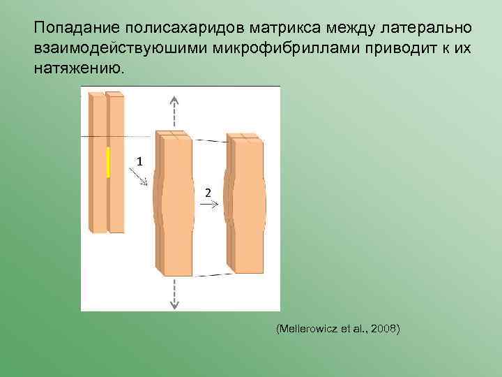 Попадание полисахаридов матрикса между латерально взаимодействуюшими микрофибриллами приводит к их натяжению. (Mellerowicz et al.