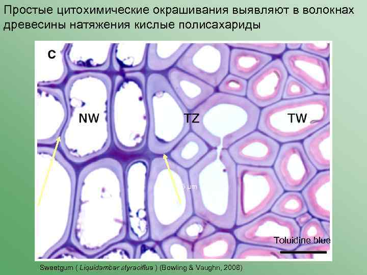 Простые цитохимические окрашивания выявляют в волокнах древесины натяжения кислые полисахариды 25 μm Toluidine blue