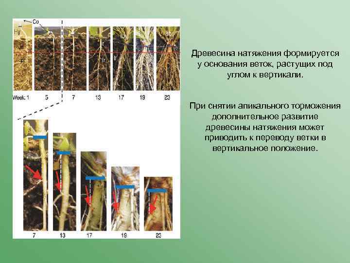 Древесина натяжения формируется у основания веток, растущих под углом к вертикали. При снятии апикального
