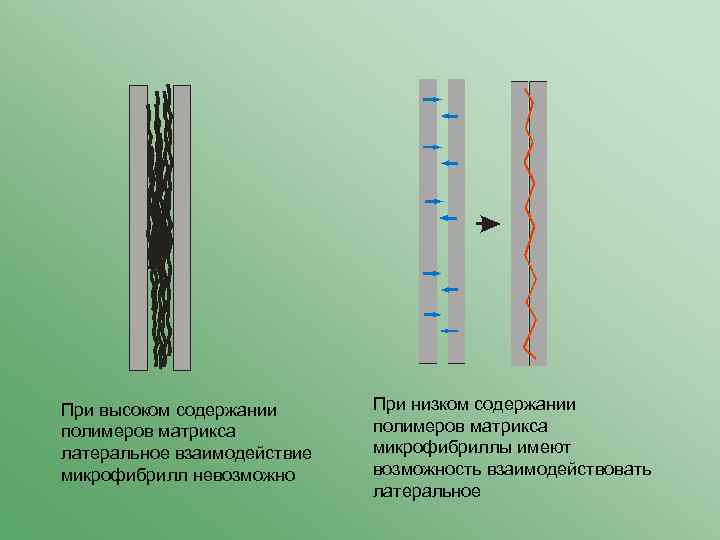 При высоком содержании полимеров матрикса латеральное взаимодействие микрофибрилл невозможно При низком содержании полимеров матрикса