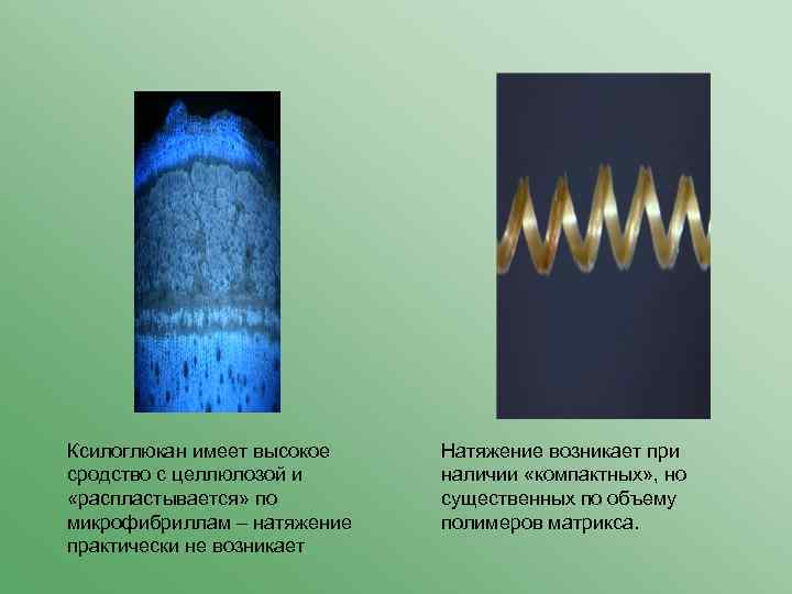 Ксилоглюкан имеет высокое сродство с целлюлозой и «распластывается» по микрофибриллам – натяжение практически не