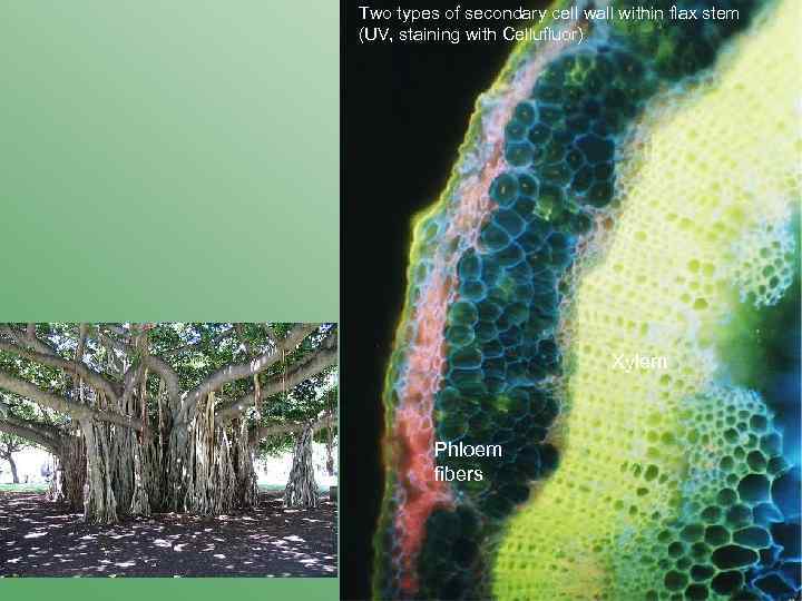 Two types of secondary cell wall within flax stem (UV, staining with Cellufluor) Xylem