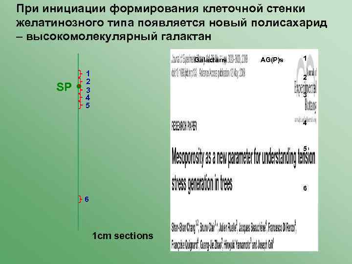 При инициации формирования клеточной стенки желатинозного типа появляется новый полисахарид – высокомолекулярный галактан Galactans