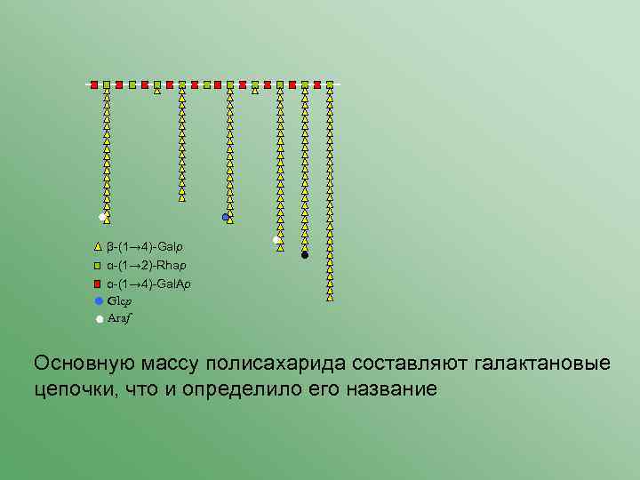 β-(1→ 4)-Galp α-(1→ 2)-Rhap α-(1→ 4)-Gal. Ap Glcp Araf Основную массу полисахарида составляют галактановые