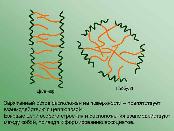 Цилиндр Глобула Заряженный остов расположен на поверхности – препятствует взаимодействию с целлюлозой. Боковые цепи