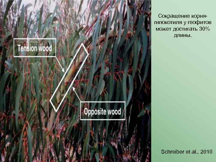 Сокращение корнягипокотиля у геофитов может достигать 30% длины. Schreiber et al. , 2010 