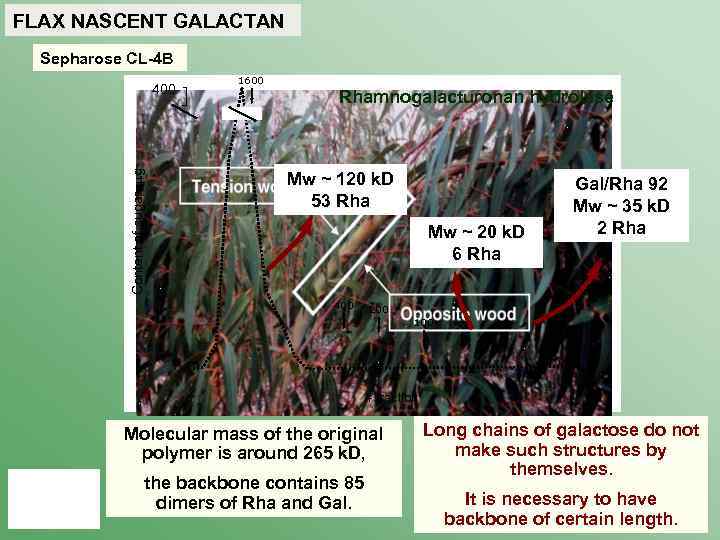 FLAX NASCENT GALACTAN Sepharose CL-4 B Content of sugar, g 400 1600 Rhamnogalacturonan hydrolase