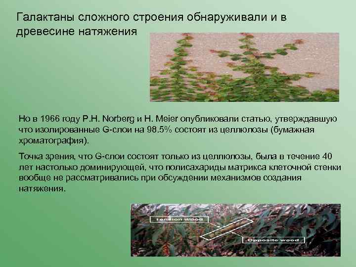 Галактаны сложного строения обнаруживали и в древесине натяжения Но в 1966 году Р. Н.