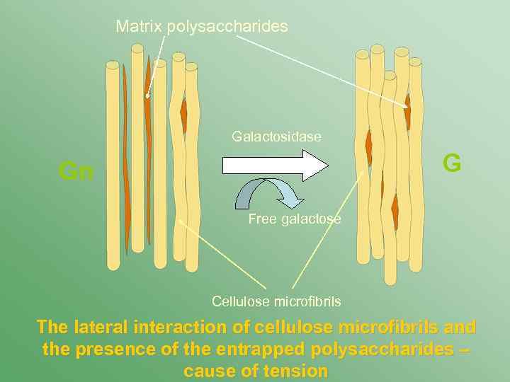 Matrix polysaccharides Galactosidase G Gn Free galactose Cellulose microfibrils The lateral interaction of cellulose