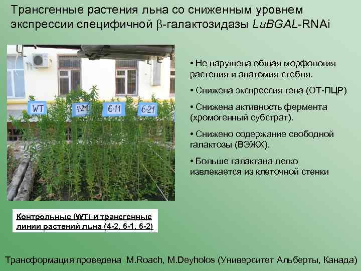 Трансгенные растения льна со сниженным уровнем экспрессии специфичной -галактозидазы Lu. BGAL-RNAi • Не нарушена