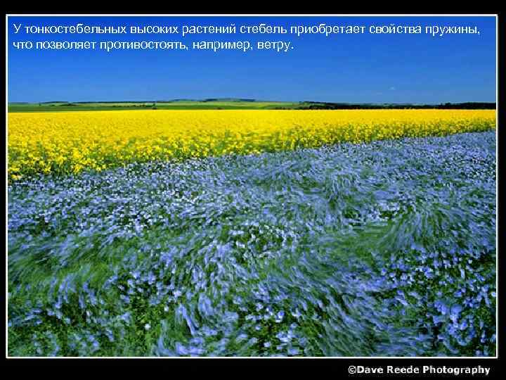 У тонкостебельных высоких растений стебель приобретает свойства пружины, что позволяет противостоять, например, ветру. 