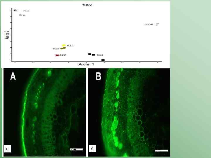 20 мкм а 5 мкм б 5 мкм 