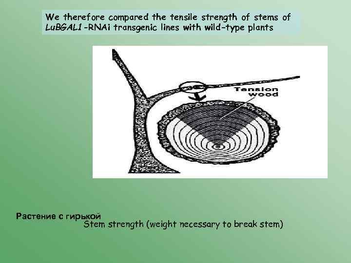 We therefore compared the tensile strength of stems of Lu. BGAL 1 -RNAi transgenic