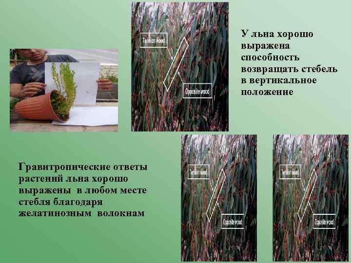 У льна хорошо выражена способность возвращать стебель в вертикальное положение Гравитропические ответы растений льна