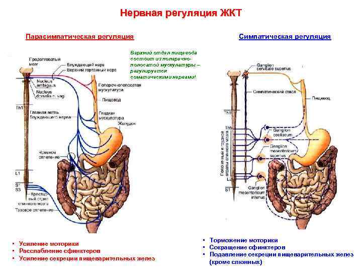 Нервная регуляция схема