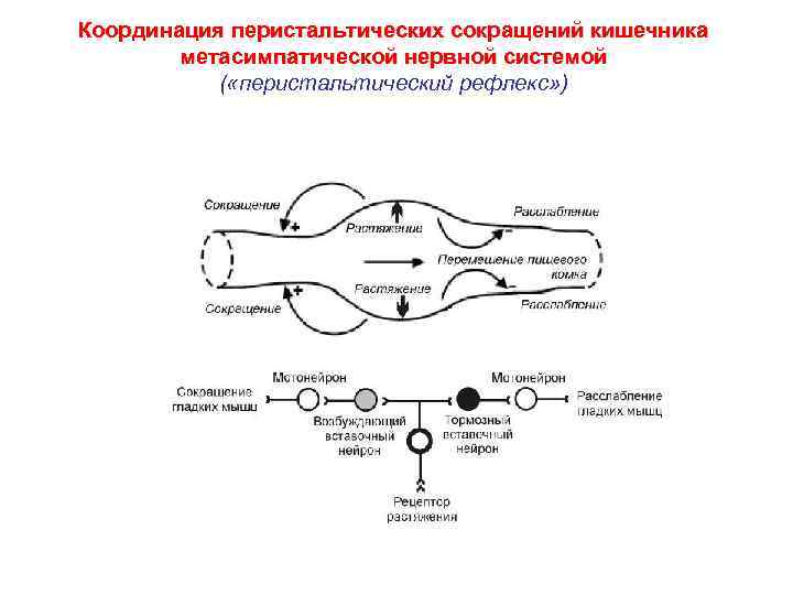 Координация перистальтических сокращений кишечника метасимпатической нервной системой ( «перистальтический рефлекс» ) 