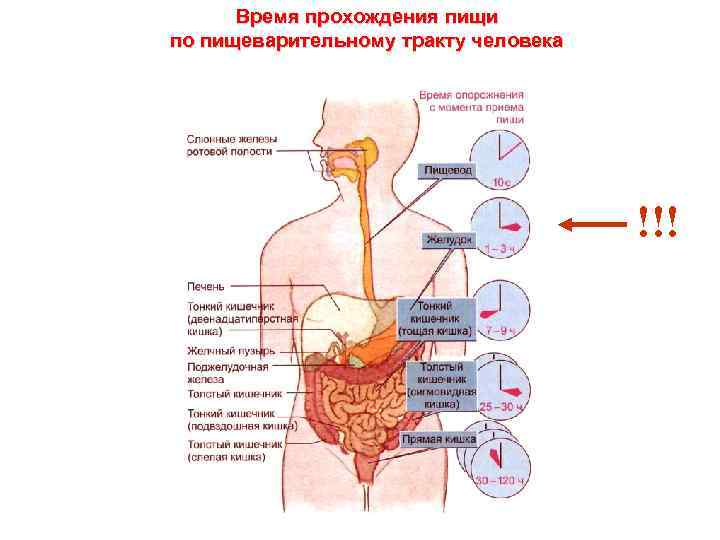Время прохождения пищи по пищеварительному тракту человека !!! 