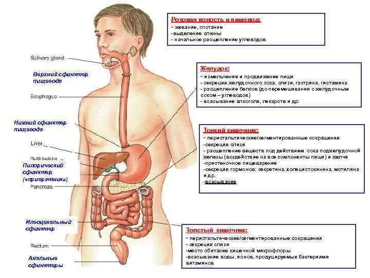 Ротовая полость и пищевод: - жевание, глотание -выделение слюны - начальное расщепление углеводов Верхний