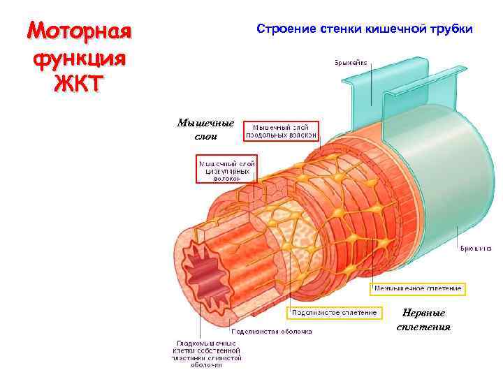 Моторная функция кишечника это