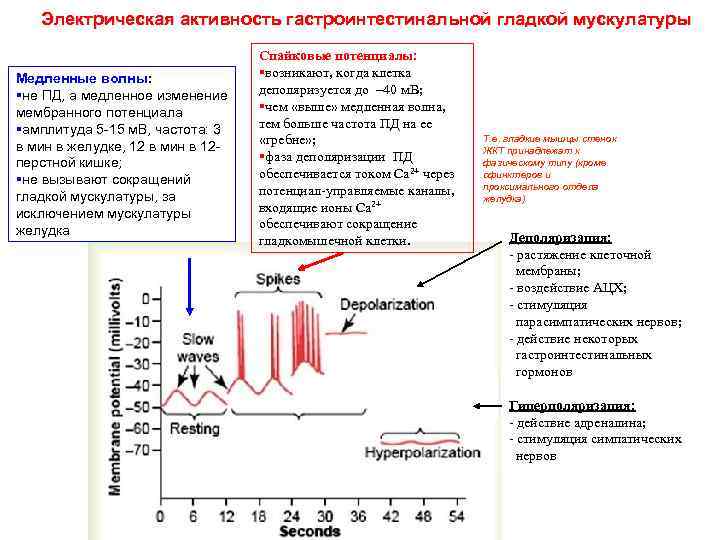 Электрическая активность гастроинтестинальной гладкой мускулатуры Медленные волны: §не ПД, а медленное изменение мембранного потенциала