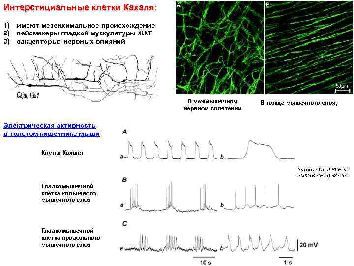 Интерстициальные клетки Кахаля: 1) имеют мезенхимальное происхождение 2) пейсмекеры гладкой мускулатуры ЖКТ 3) «акцепторы»