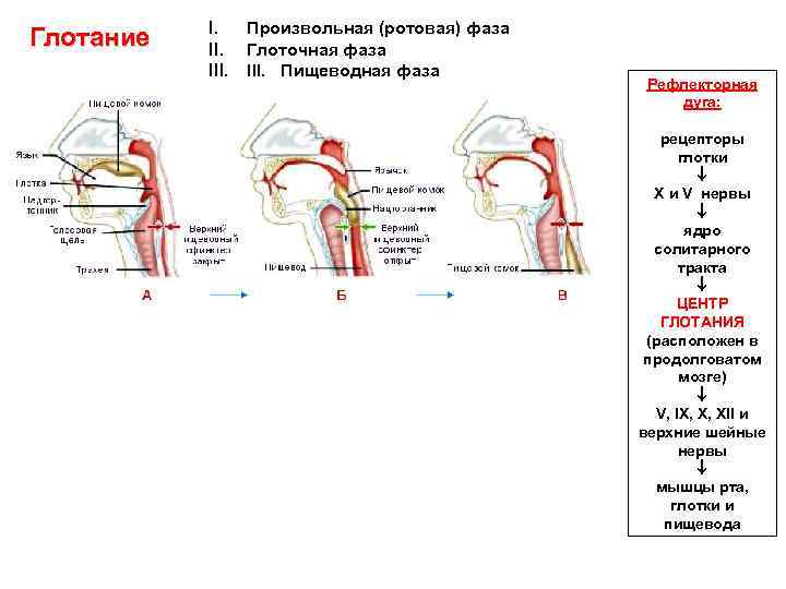 Схема пищевого драйвового рефлекса физиология