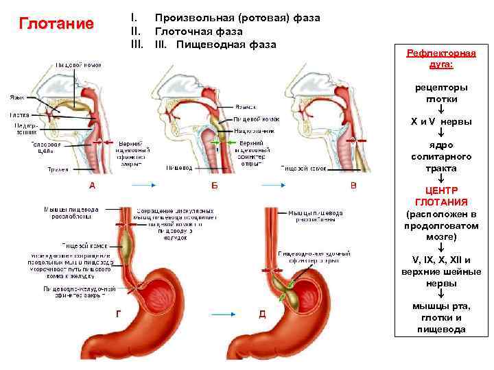 Консультация врача