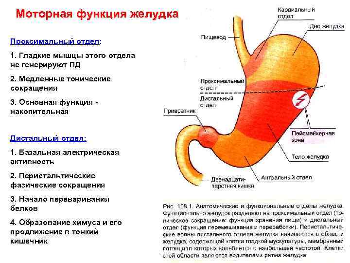 Моторная функция желудка Проксимальный отдел: 1. Гладкие мышцы этого отдела не генерируют ПД 2.