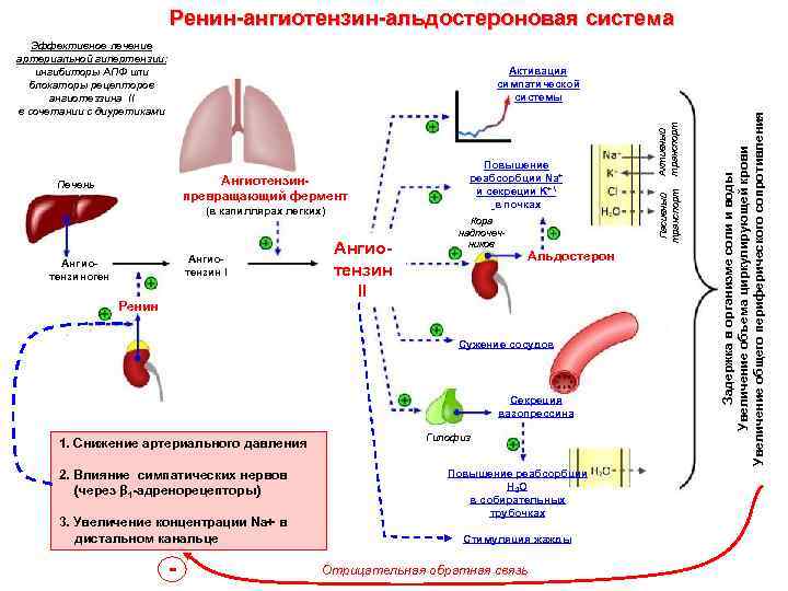 Ренин ангиотензин альдостероновая система физиология схема