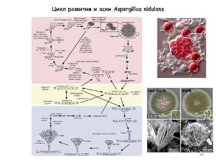 Цикл развития и аски Aspergillus nidulans 14 
