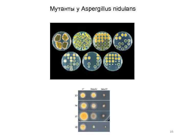 Мутанты у Aspergillus nidulans 16 