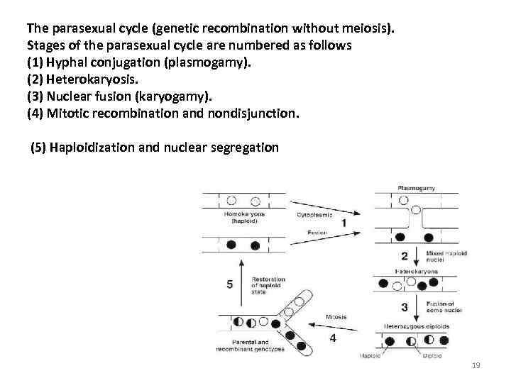The parasexual cycle (genetic recombination without meiosis). Stages of the parasexual cycle are numbered