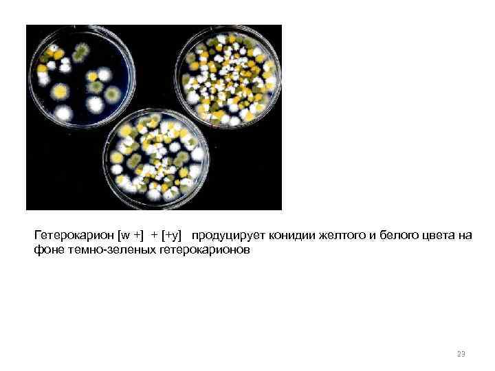 Гетерокарион [w +] + [+y] продуцирует конидии желтого и белого цвета на фоне темно-зеленых