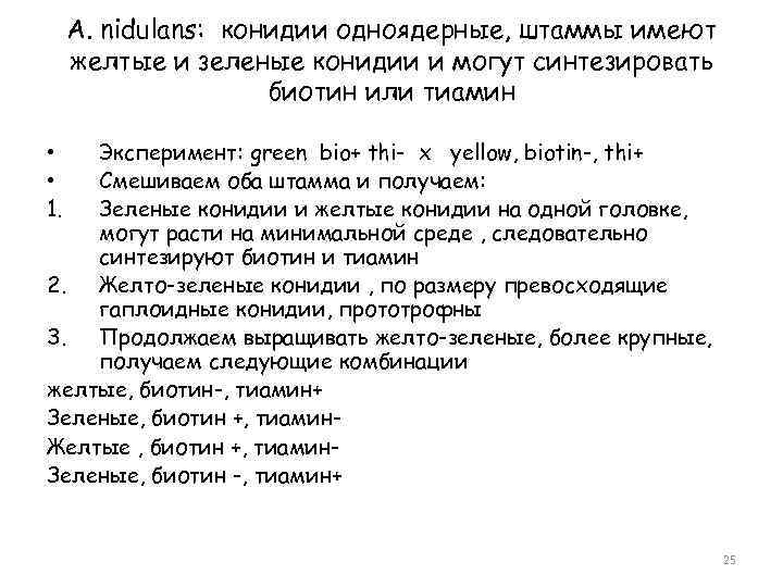 A. nidulans: конидии одноядерные, штаммы имеют желтые и зеленые конидии и могут синтезировать биотин